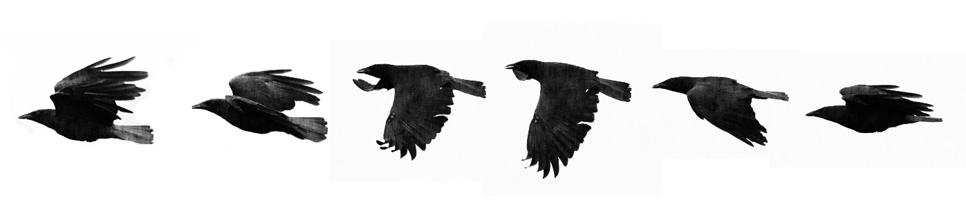 crow in flight